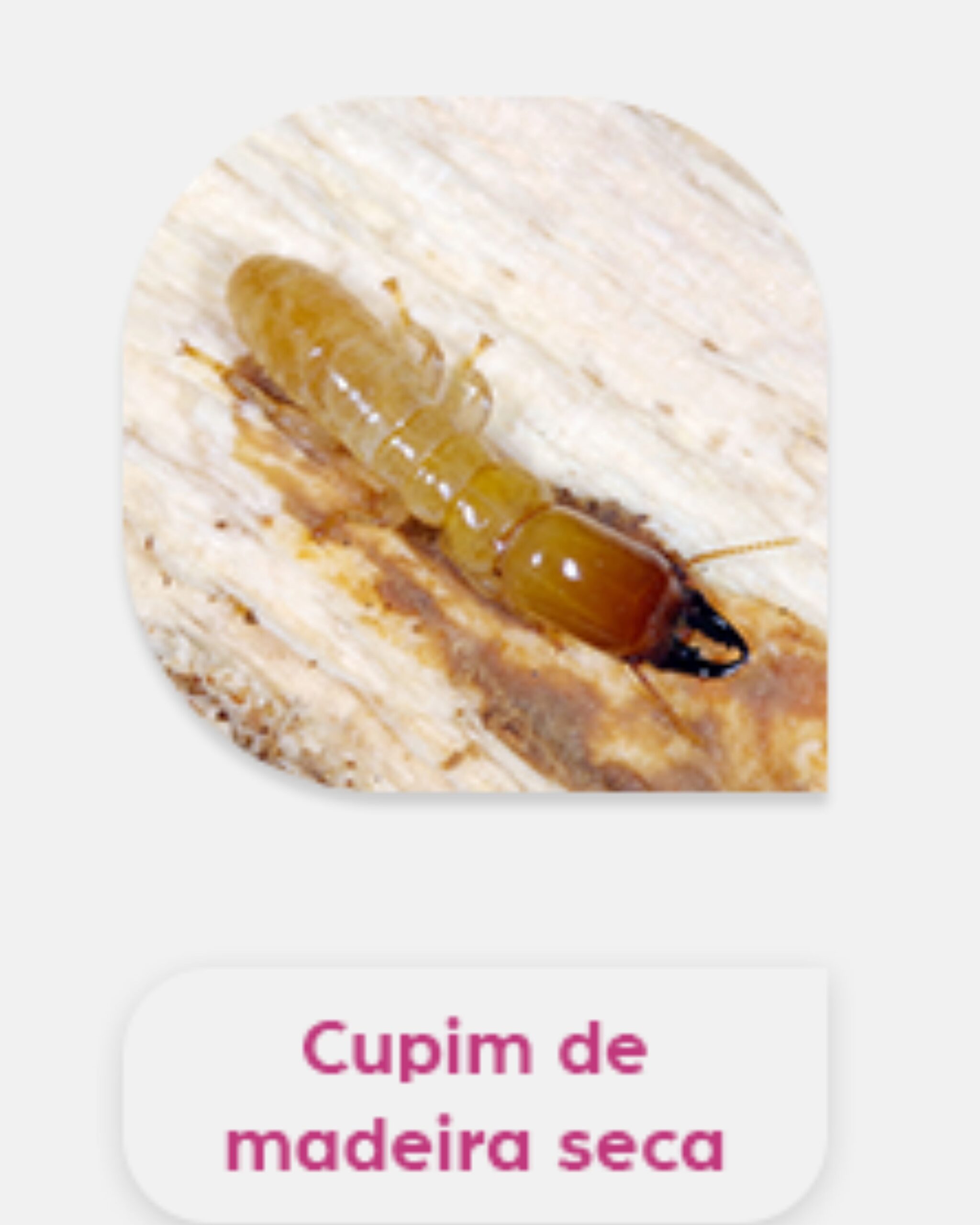 cupim de madeira seca cuoim de madeira seca